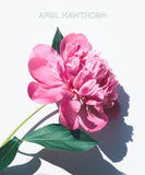 Paris Spring