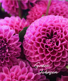 Pink Cotton