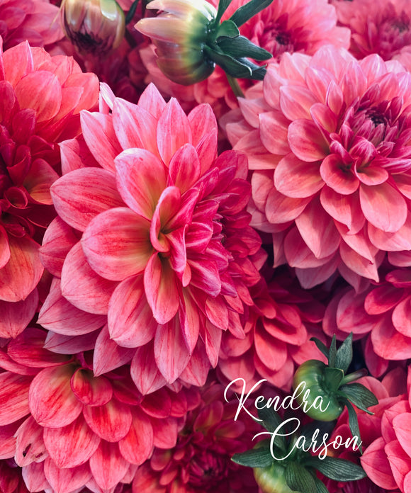 Summer Time Pink
